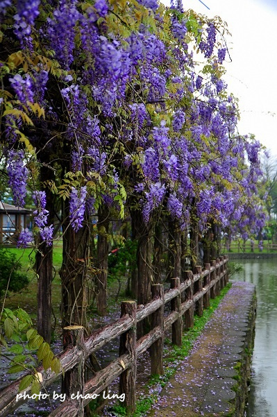 大湖公園-9.JPG - 2016春暖花開