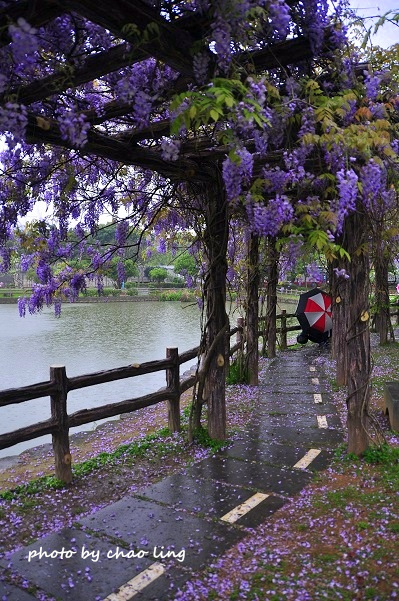 大湖公園-7.JPG - 2016春暖花開