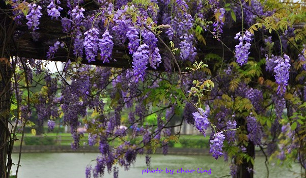 大湖公園-11.JPG - 2016春暖花開