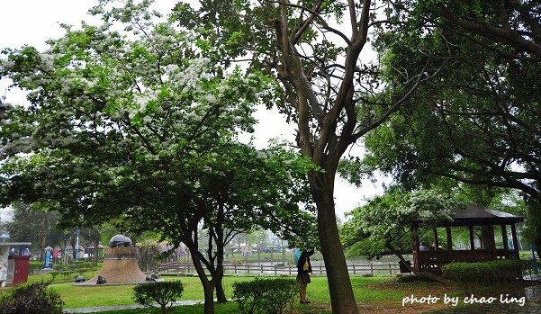 大湖公園-15.JPG - 2016春暖花開