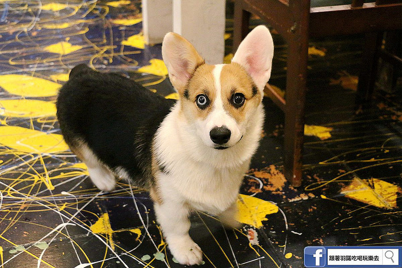 豬寶店異國料理咖啡031