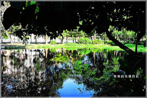 大東公園：【高雄】鳳山區。大東公園 生態溼地教育區 （高雄版迷你忘憂森林）