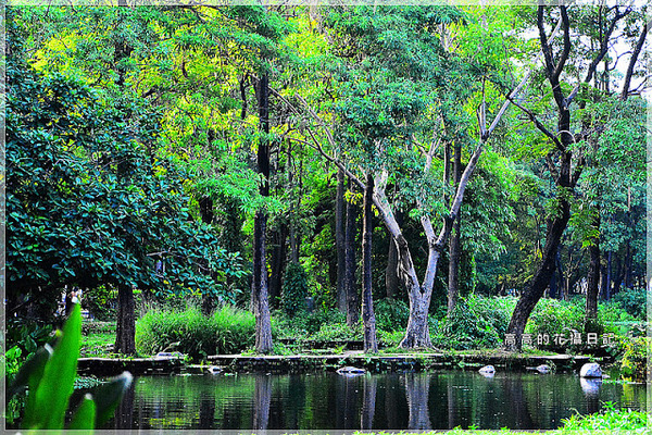 大東公園：【高雄】鳳山區。大東公園 生態溼地教育區 （高雄版迷你忘憂森林）