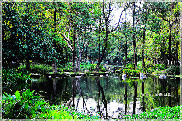 大東公園：【高雄】鳳山區。大東公園 生態溼地教育區 （高雄版迷你忘憂森林）