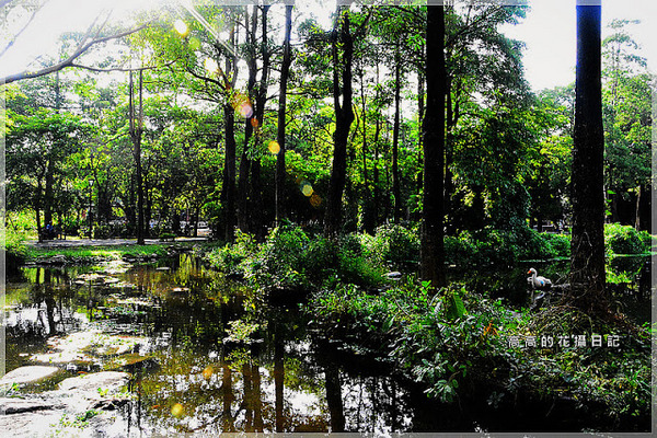大東公園：【高雄】鳳山區。大東公園 生態溼地教育區 （高雄版迷你忘憂森林）