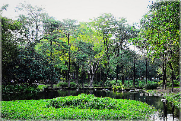 大東公園：【高雄】鳳山區。大東公園 生態溼地教育區 （高雄版迷你忘憂森林）