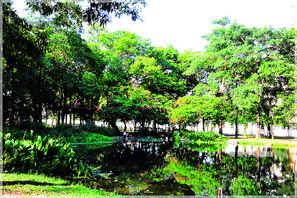 大東公園：【高雄】鳳山區。大東公園 生態溼地教育區 （高雄版迷你忘憂森林）