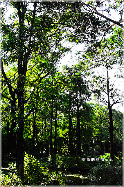 大東公園：【高雄】鳳山區。大東公園 生態溼地教育區 （高雄版迷你忘憂森林）