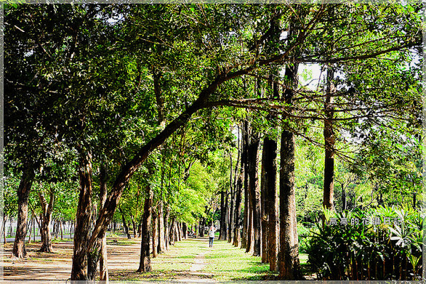 大東公園：【高雄】鳳山區。大東公園 生態溼地教育區 （高雄版迷你忘憂森林）
