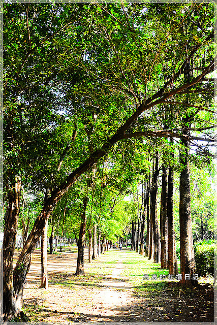大東公園：【高雄】鳳山區。大東公園 生態溼地教育區 （高雄版迷你忘憂森林）