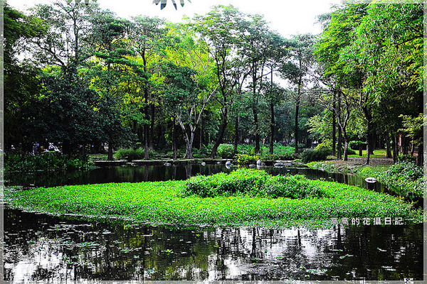 大東公園：【高雄】鳳山區。大東公園 生態溼地教育區 （高雄版迷你忘憂森林）