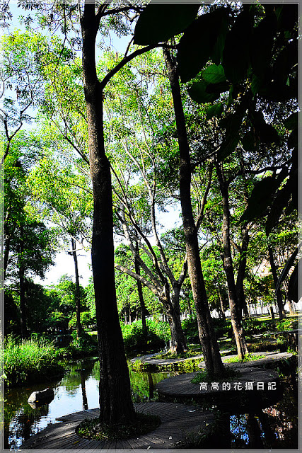 大東公園：【高雄】鳳山區。大東公園 生態溼地教育區 （高雄版迷你忘憂森林）