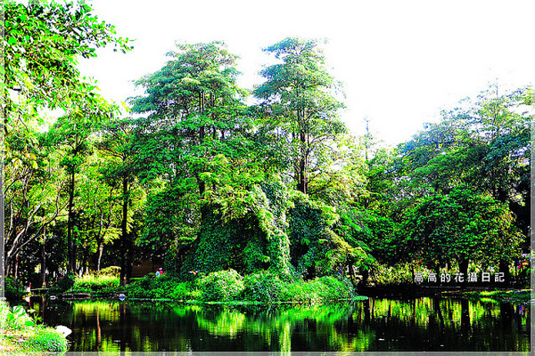 大東公園：【高雄】鳳山區。大東公園 生態溼地教育區 （高雄版迷你忘憂森林）