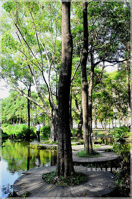 大東公園：【高雄】鳳山區。大東公園 生態溼地教育區 （高雄版迷你忘憂森林）