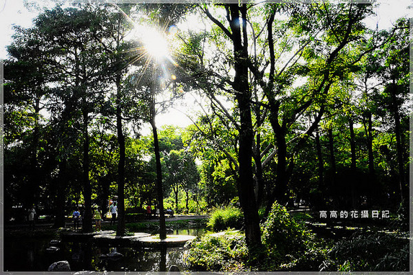 大東公園：【高雄】鳳山區。大東公園 生態溼地教育區 （高雄版迷你忘憂森林）