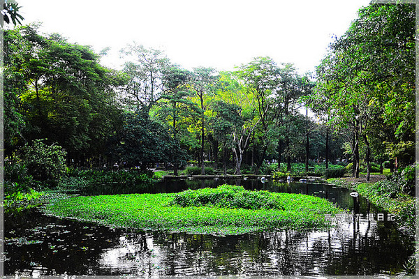 大東公園：【高雄】鳳山區。大東公園 生態溼地教育區 （高雄版迷你忘憂森林）