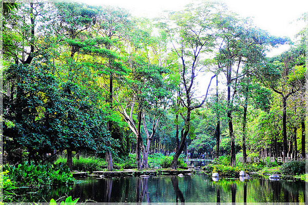 大東公園：【高雄】鳳山區。大東公園 生態溼地教育區 （高雄版迷你忘憂森林）