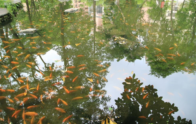 大東濕地公園-11