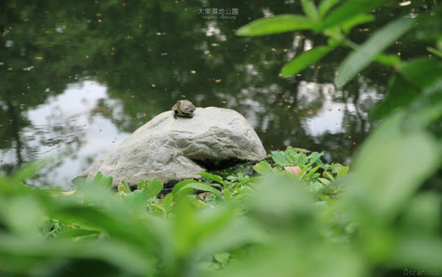 大東濕地公園-31