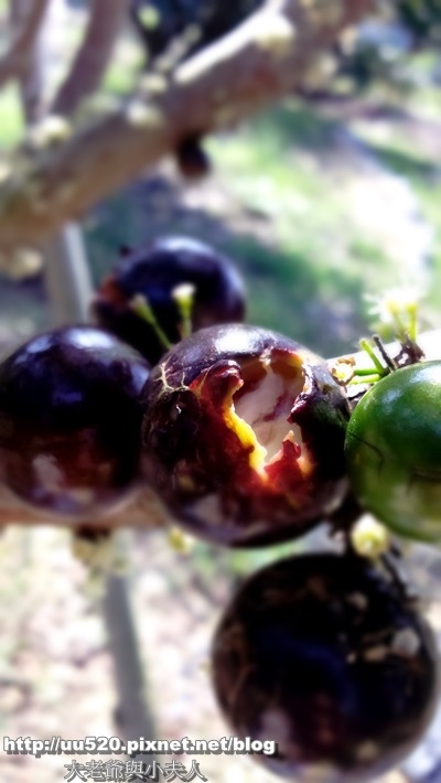 6樹葡萄果咬2-006