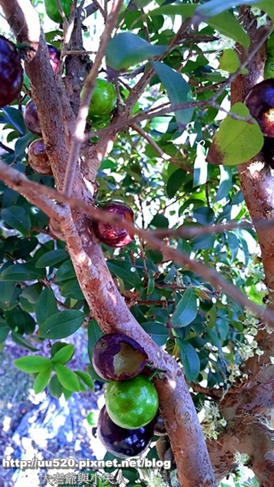 5樹葡萄果咬1-005