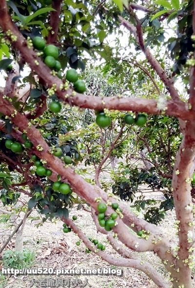 3樹葡萄果-003