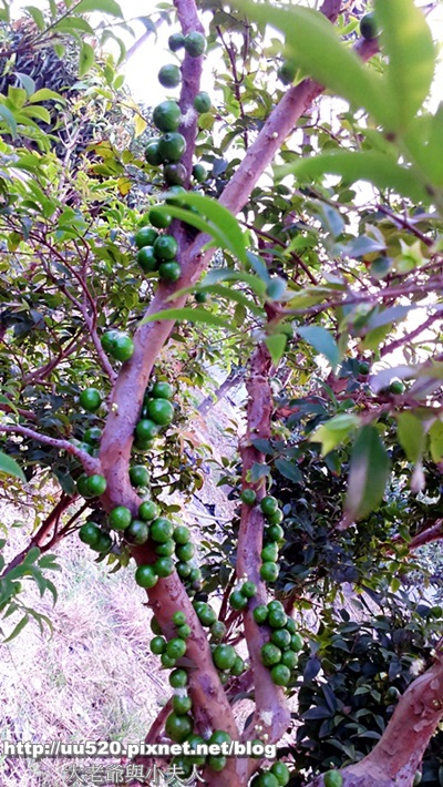 4樹葡萄果多-004