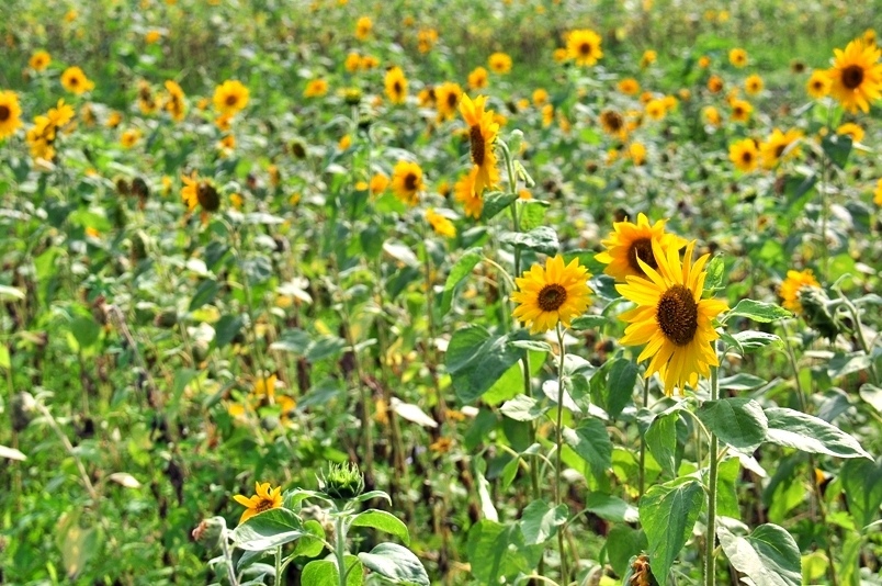 豐濱鄉立德部落向日葵花海