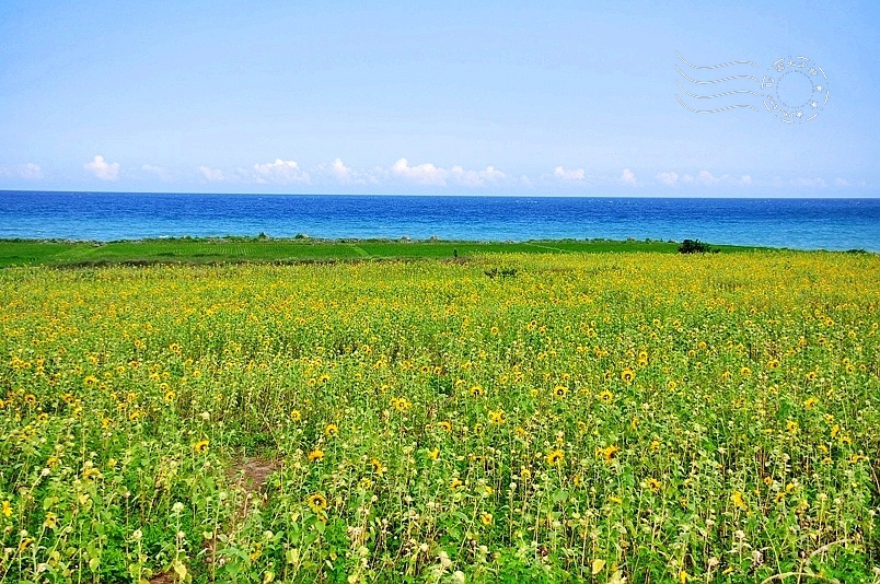 豐濱鄉立德部落向日葵花海