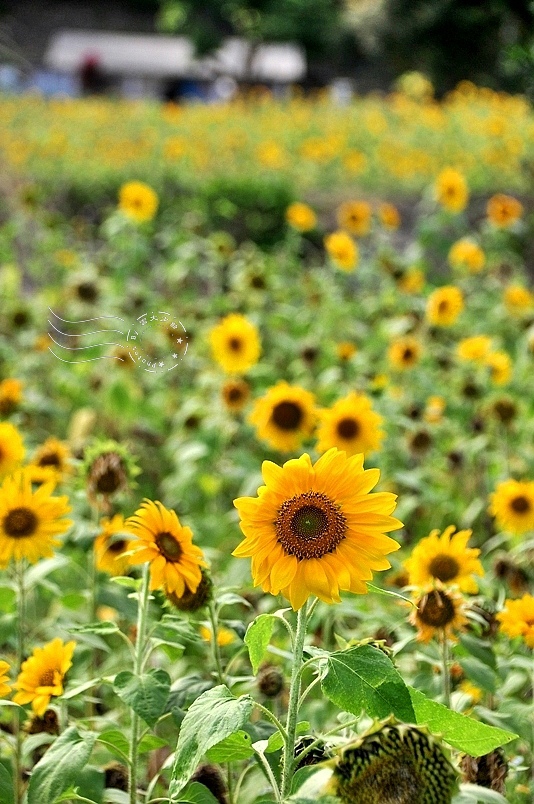 豐濱鄉立德部落向日葵花海