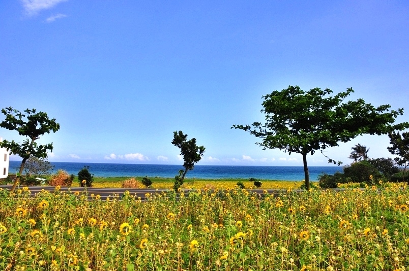 豐濱鄉立德部落向日葵花海