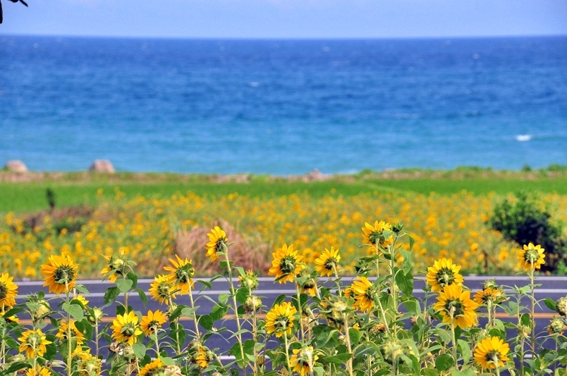 豐濱鄉立德部落向日葵花海