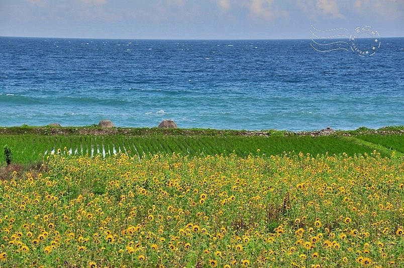 豐濱鄉立德部落向日葵花海