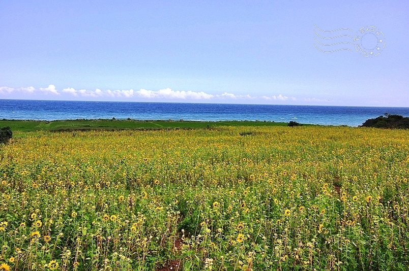 花蓮豐濱鄉立德部落向日葵花海