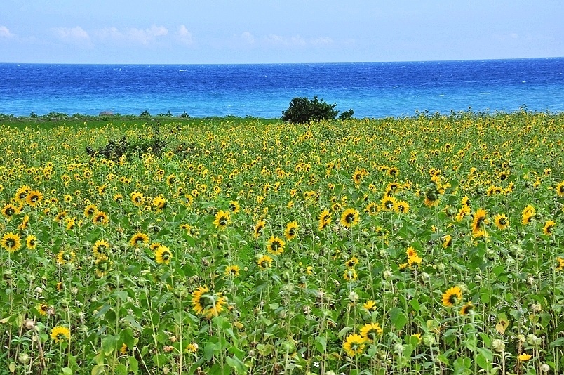 豐濱鄉立德部落向日葵花海