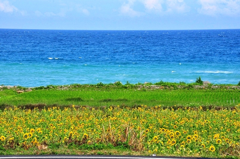 豐濱鄉立德部落向日葵花海