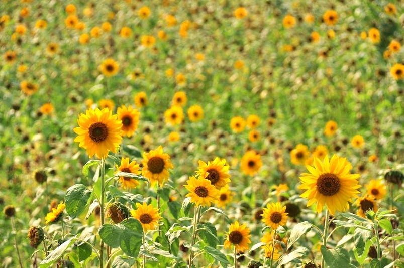 豐濱鄉立德部落向日葵花海