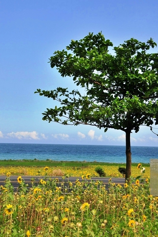 豐濱鄉立德部落向日葵花海