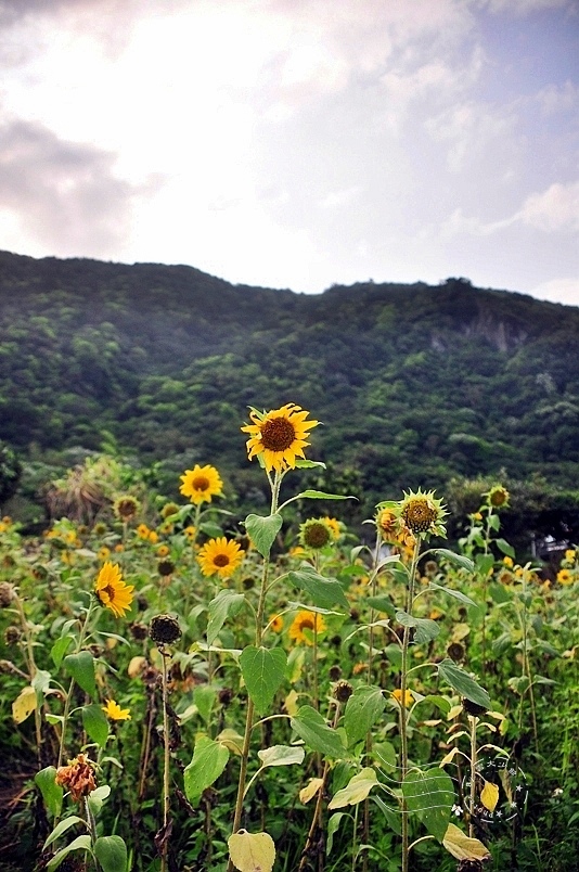 豐濱鄉立德部落向日葵花海