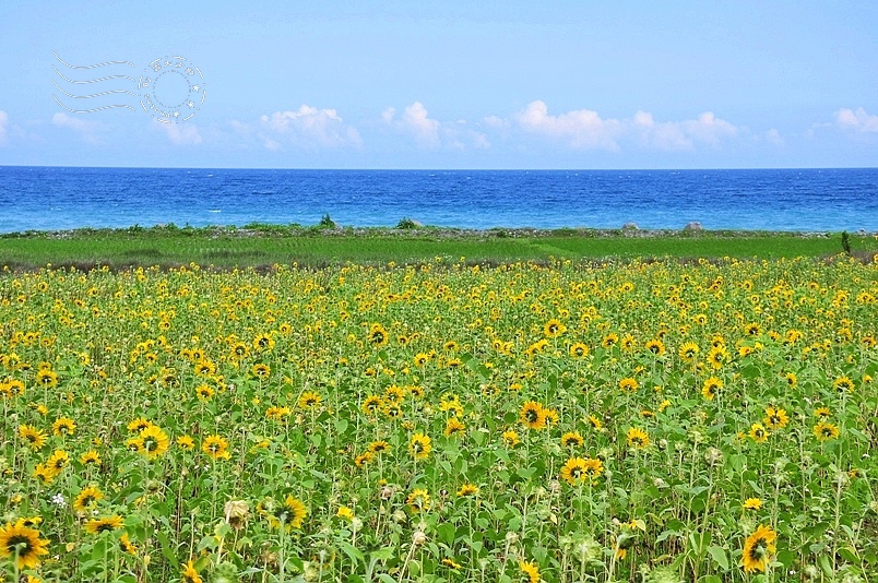 豐濱鄉立德部落向日葵花海