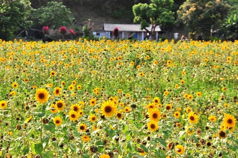 豐濱鄉立德部落向日葵花海