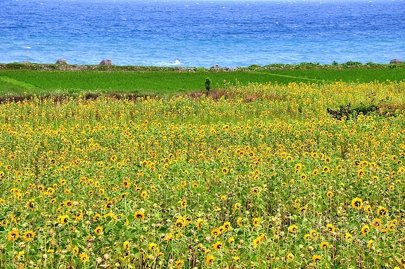 豐濱鄉立德部落向日葵花海