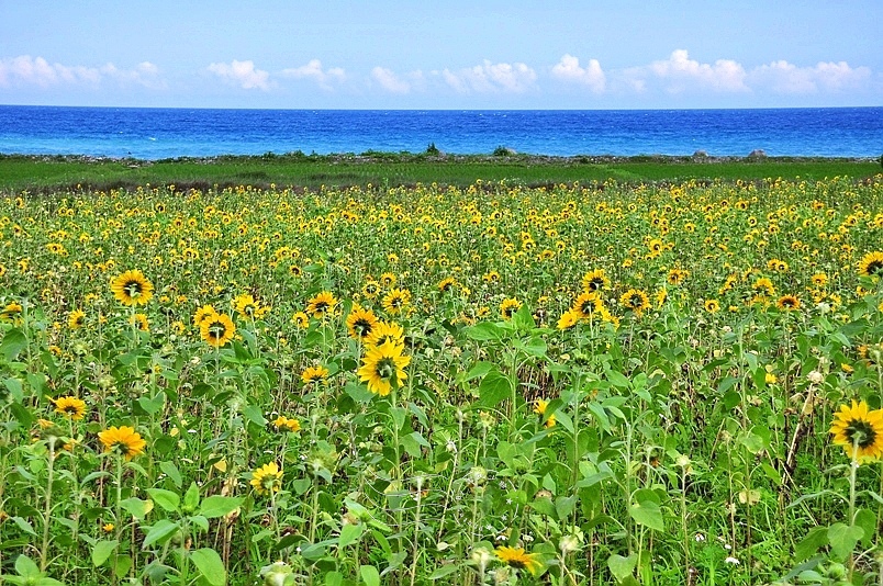 豐濱鄉立德部落向日葵花海