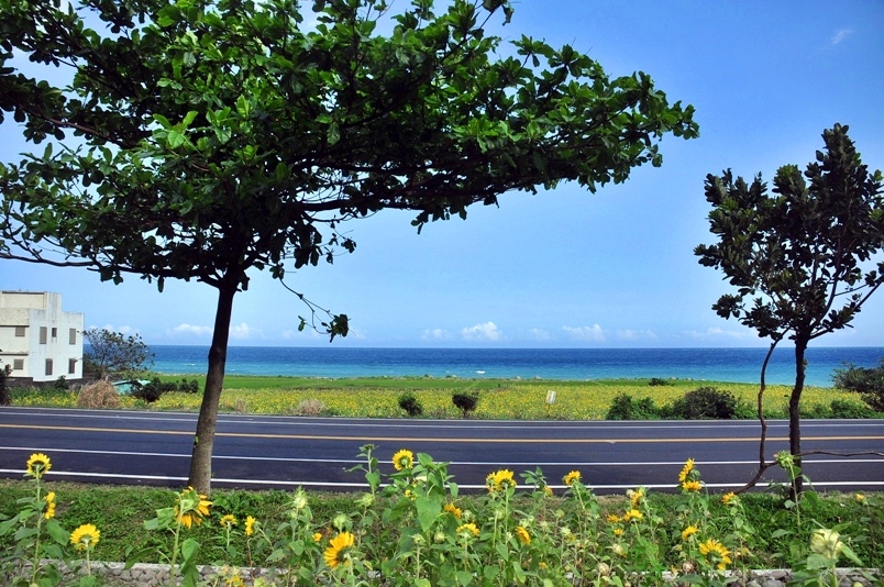 豐濱鄉立德部落向日葵花海