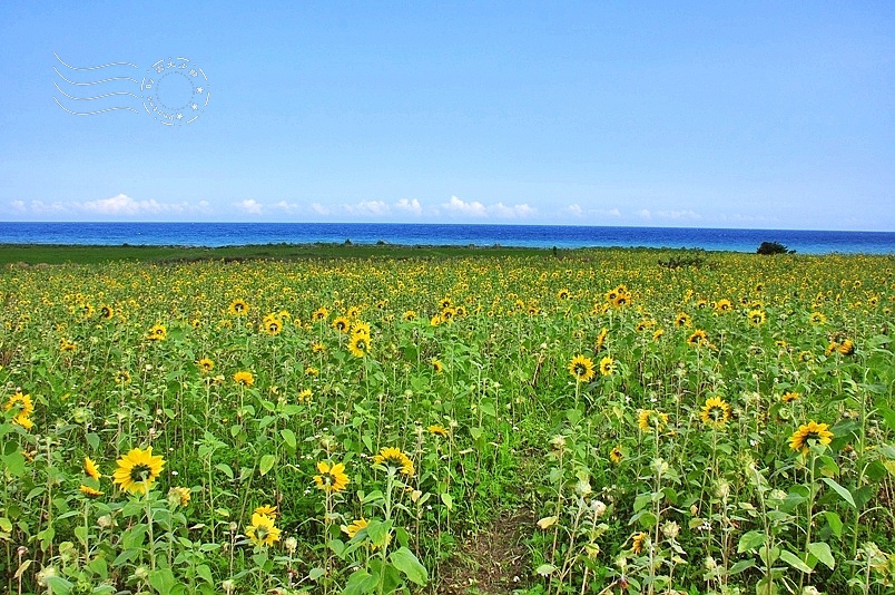 豐濱鄉立德部落向日葵花海