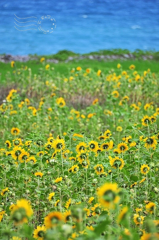 豐濱鄉立德部落向日葵花海