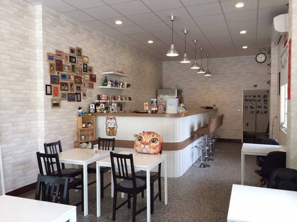 Musicat Cafe：【臺中Ω東區】Ｍｕｓｉｃａｔ　Ｃａｆｅ。關懷流浪毛小孩的貓咪主題餐廳
