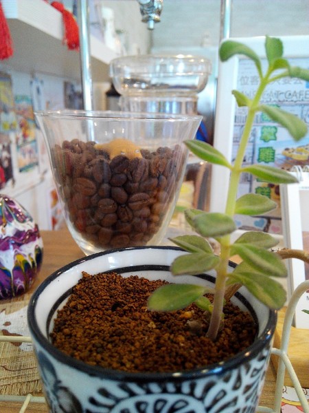 Musicat Cafe：【臺中Ω東區】Ｍｕｓｉｃａｔ　Ｃａｆｅ。關懷流浪毛小孩的貓咪主題餐廳