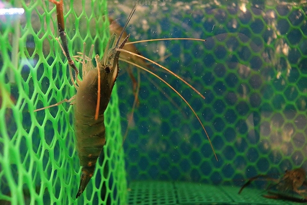 賴一下生猛海鮮:【新北市食記】三重好吃熱炒店~賴一下生猛海鮮/三五好友吃飯聊天/與家庭聚餐好去處/開運年菜外帶整套特價5880元