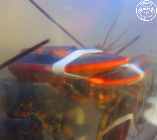 龍波斯特 龍蝦三明治專門店：呷飽祙【台北中山･龍波斯特lobster.foods 龍蝦三明治專賣店】大學生了沒推薦